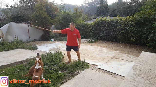 команда барьер первые шаги к большому паркуру для собак Амстафф в деле смотреть онлайн