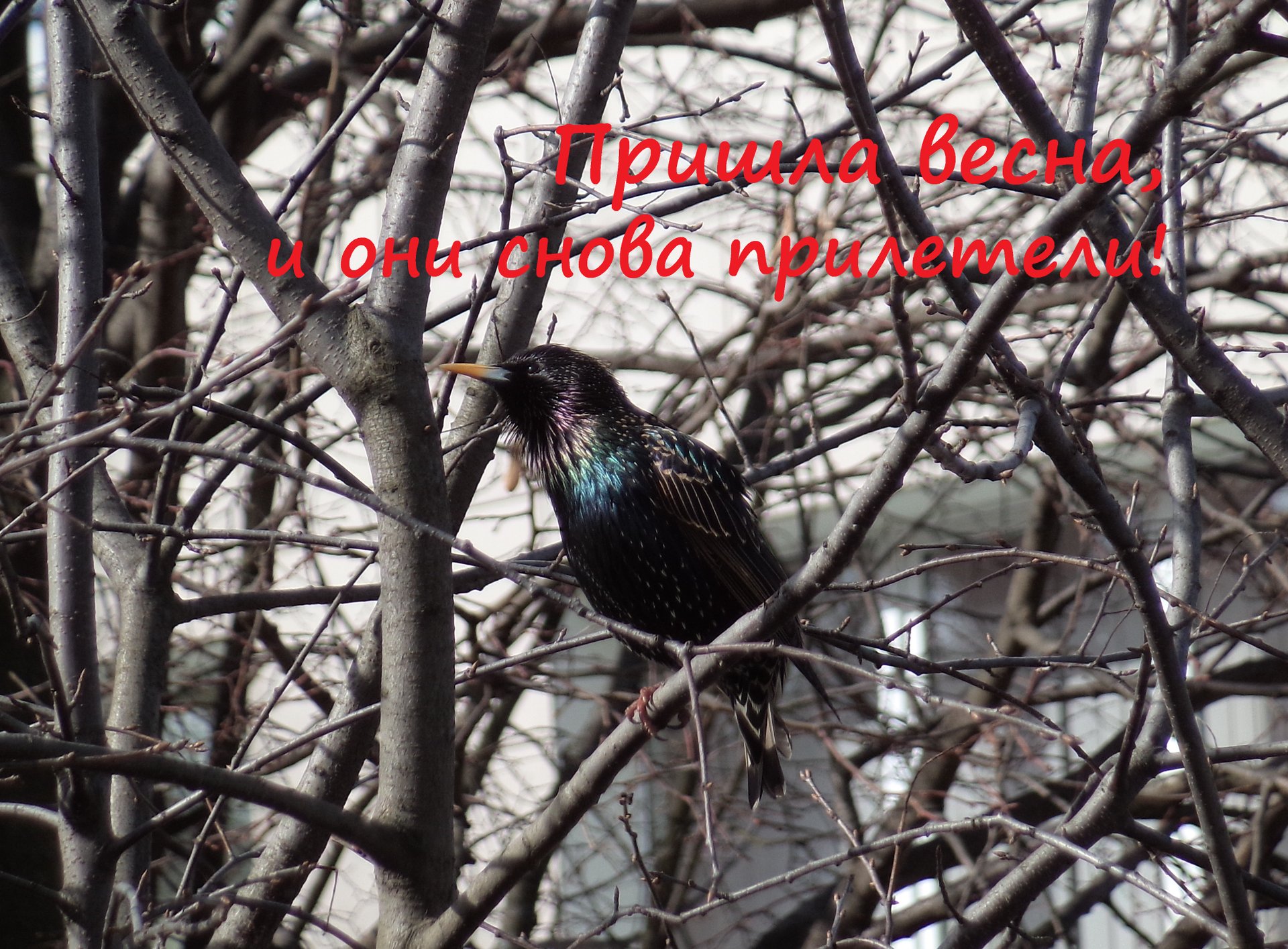 Пришла весна, и скворцы снова прилетели! смотреть онлайн