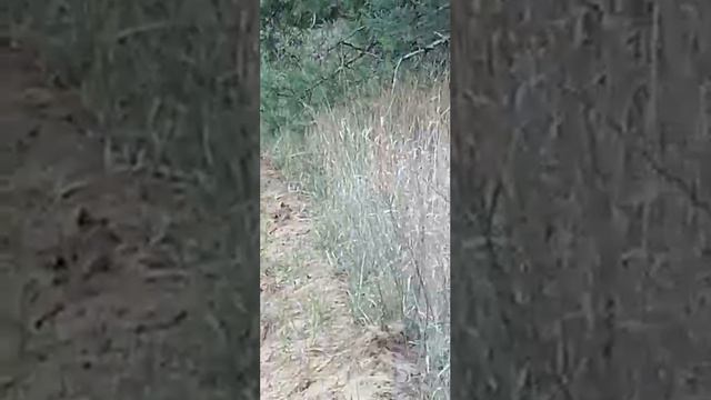 ТАК ПРОХОДИТ РЕАЛЬНАЯ ОХОТА НА ЗАЙЦА, ТАКСА, ГОНЧАЯ смотреть онлайн