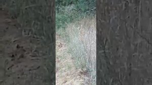 ТАК ПРОХОДИТ РЕАЛЬНАЯ ОХОТА НА ЗАЙЦА, ТАКСА, ГОНЧАЯ