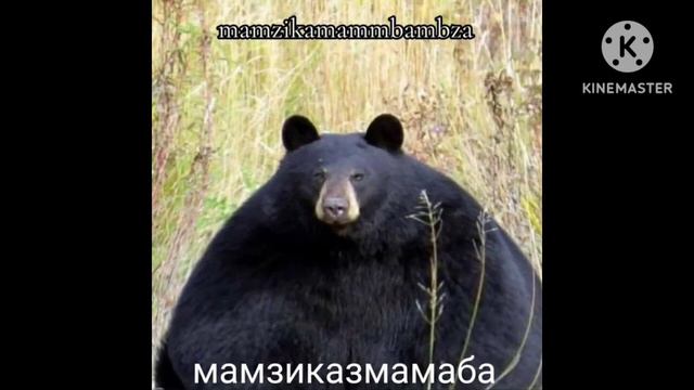 -Все виды БАБЫНБУБЫНБУБЗ смотреть онлайн