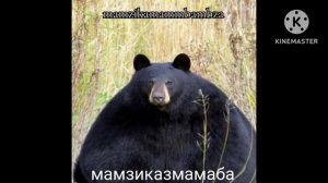 -Все виды БАБЫНБУБЫНБУБЗ