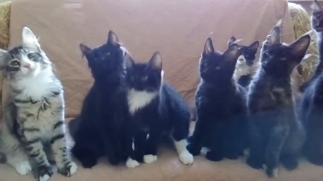 Котята мейн-кун и норвежские лесные смотреть онлайн