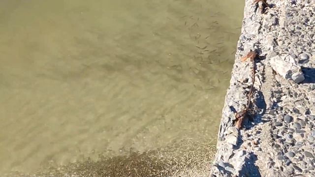 Путешествие по берегу моря Ейска...В море много рыбы смотреть онлайн