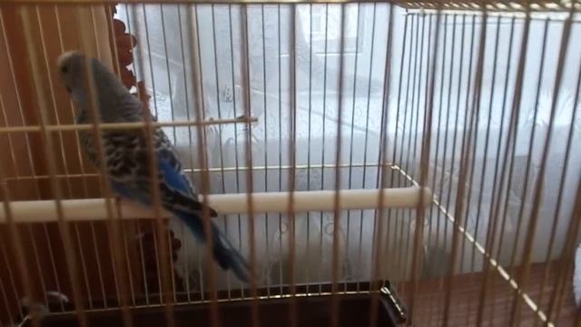 Волнистый попугай ,как приучить к еде и воде смотреть онлайн