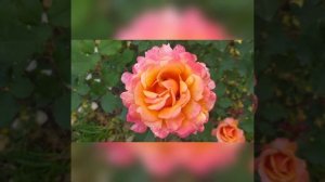 мои розочки: красавчик Чипендейл и Френеси