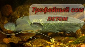 КРУПНЫЙ СОМ. КАК ПОЙМАТЬ СОМА? МЕСТА для ЛОВЛИ БОЛЬШОГО СОМА. НАЖИВКИ и СНАСТИ для ТРОФЕЙНОГО СОМА
