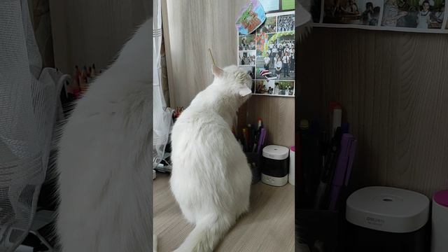 Кошка Белка точит карандаши #shorts смотреть онлайн