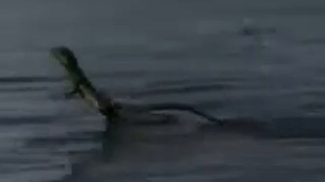 Редчайшее существо на планете, которое бегает по воде смотреть онлайн
