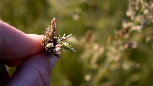 Мятлик луговой для объемных композиций, картин в технике ошибана/Любуемся лугом и вспоминаем детств смотреть онлайн