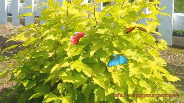 Пузыреплодник калинолистный Лютеус (luteus) ? обзор: как сажать, саженцы пузыреплодника Лютеус смотреть онлайн