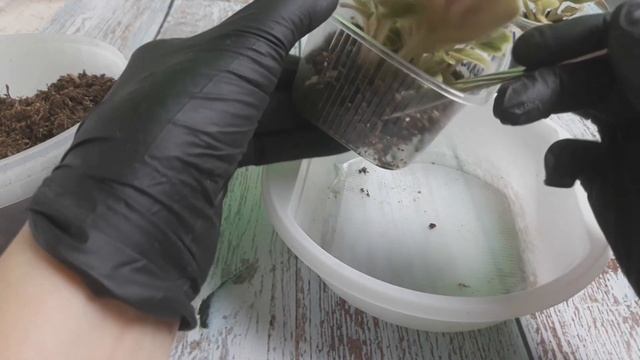 Как отделить деток от листа фиалки. Обязательно соблюдайте правила и тогда все получится. смотреть онлайн