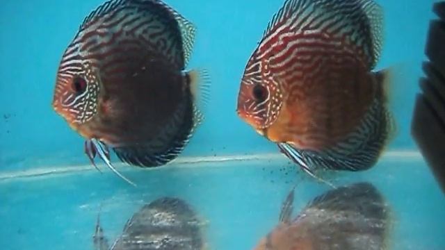 Mydiscus дискусы туркисы с мальками смотреть онлайн