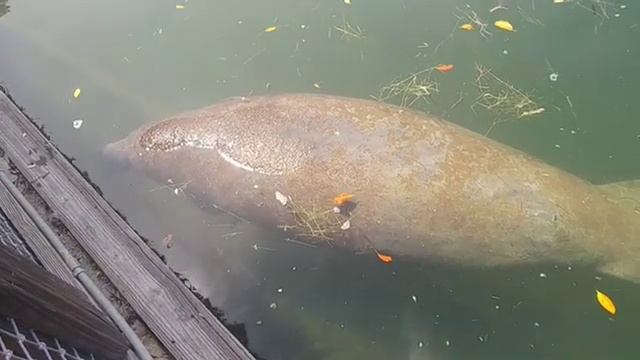 Морская корова во Флориде смотреть онлайн