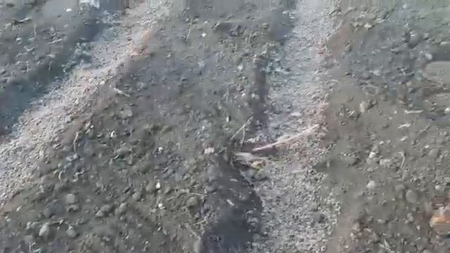 Посев шиповника! Корневая система для роз! Шаг№2 в размножении роз. смотреть онлайн