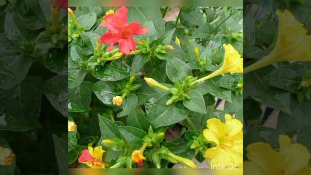 How to grow Four o'clock flower from seeds and roots. смотреть онлайн