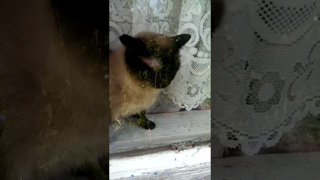 Как быстро разозлить кота смотреть онлайн