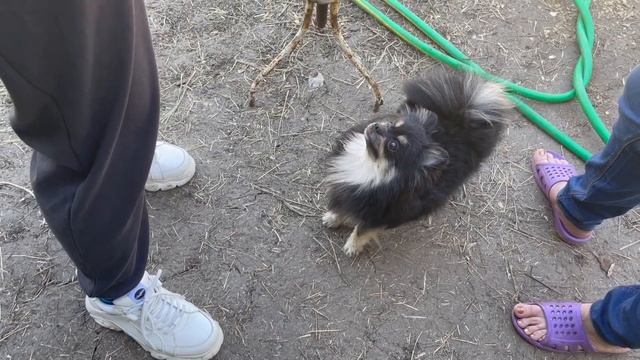 Выбираю щенка ? Стоит ли заводить 2-го шпица? смотреть онлайн