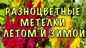 ЧУДО ДЛЯ ВАШЕГО САДА! ЦЕЛОЗИЯ МЕТЕЛЬЧАТАЯ! Цветёт ВСЁ ЛЕТО и ЗИМОЙ ПРИГОДИТСЯ! ВЫРАСТИТЬ ЛЕГКО!