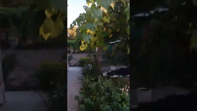 Сбор Винограда на Даче у Григорьевича, 2016 год. смотреть онлайн