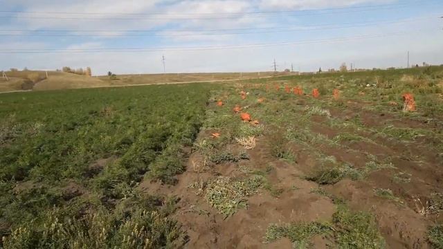 Сбор моркови сорт Карини смотреть онлайн
