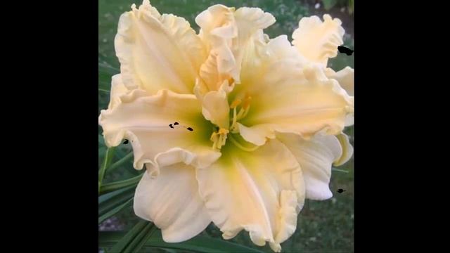 #Лилейники28 #Цветы для сада и бизнеса от Ольги Шевчук смотреть онлайн