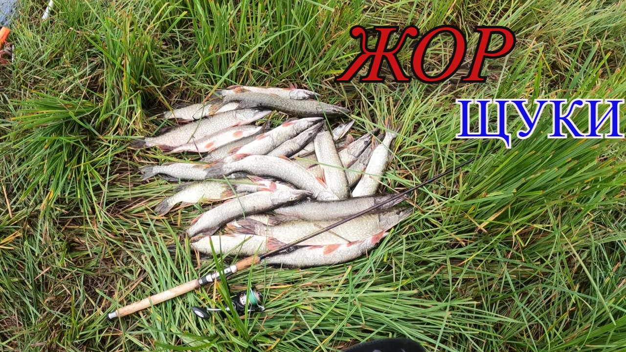 Осенняя рыбалка на хищника получилась результативной.Много выходов ЩУКИ на мелководье.Часть 2 смотреть онлайн