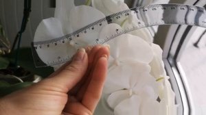 Цветение белых орхидей, белоснежные биглипы фаленопсис Lianher Jellyfish и Charming Crystal Water??