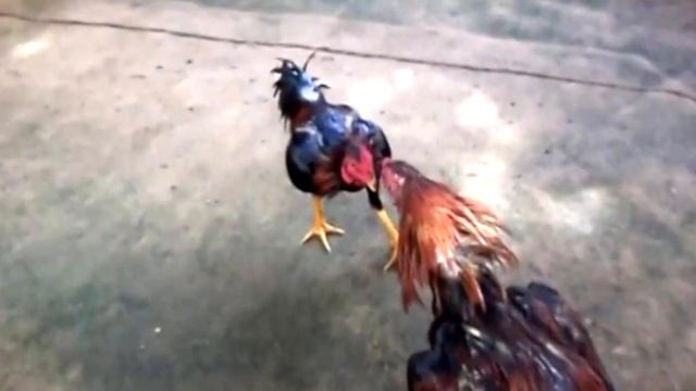 КАК МЕНЯЛСЯ OXXXYMORON! смотреть онлайн