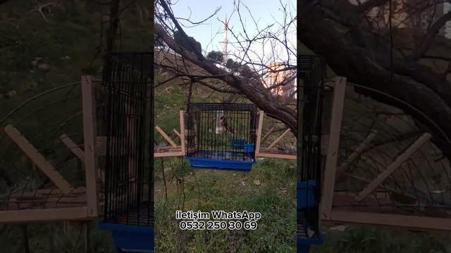 TAK ÇIKAR KAPANCA, KUŞ YAKALAMA TUZAĞI CANLI KUŞ YAKALAMA смотреть онлайн