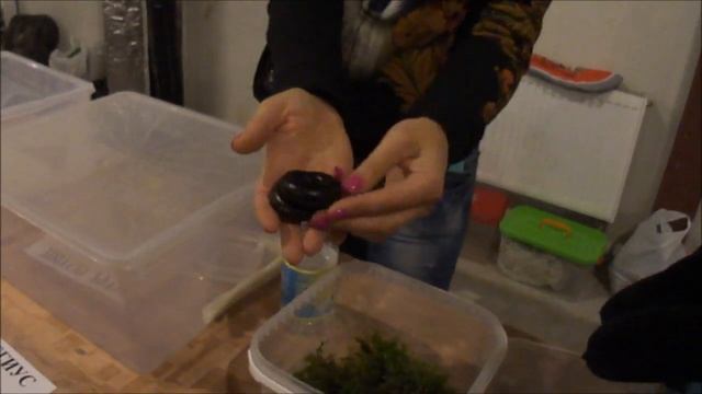 необычные домашние животные. Кивсяк Гигас Archispirostreptus gigas смотреть онлайн
