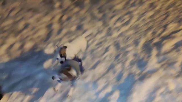 Ночная прогулка с Риччи. Беготня с Бусей. Собака Джек Рассел терьер. смотреть онлайн
