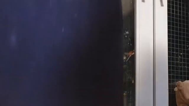 Как поймать Филина