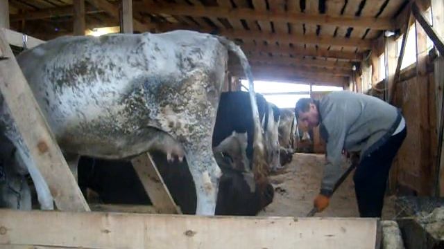 30 11 2020 Коровник на 20 голов смотреть онлайн