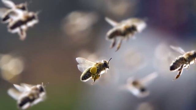 Пчелиные укусы. Их польза и вред. смотреть онлайн