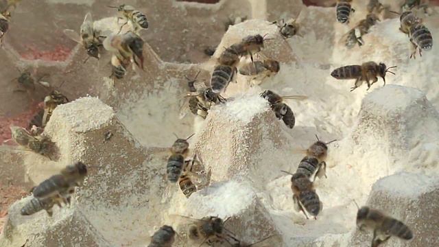 #Вкусная #белковая подкормка пчёлам зимой или ранней весной смотреть онлайн