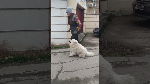 Дрессировка Самоедской Лайки(Самоед).Ария(возраст 10мес). 06.03.22г.бытовой курс послушания(2 мес.) смотреть онлайн
