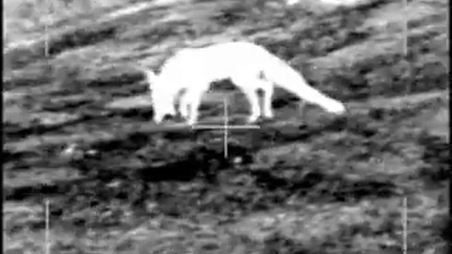 Nightstalker смотреть онлайн