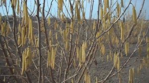 Обрезка 5 тилетнего куста фундука, высветление кроны