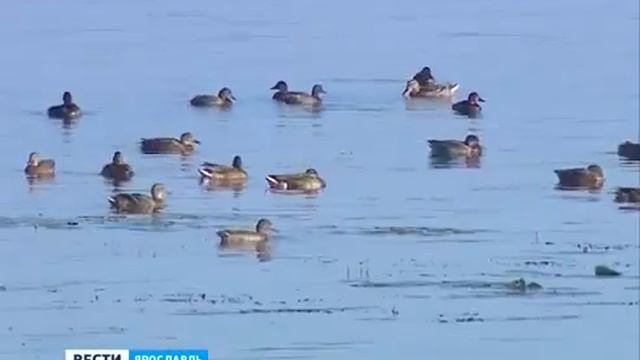 Утки собираются на юг (Ярославль) смотреть онлайн