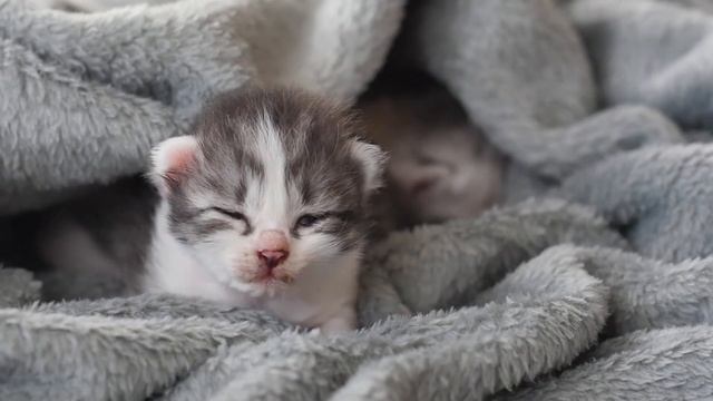 Милые новорожденные котята и щенки - смешные котята и милые щенки