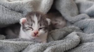 Милые новорожденные котята и щенки - смешные котята и милые щенки