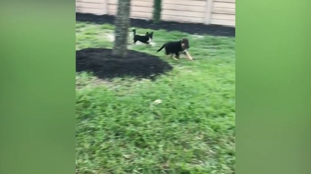 НЕМЕЦКАЯ ОВЧАРКА. Пожалуй лучшая порода в МИРЕ! смотреть онлайн