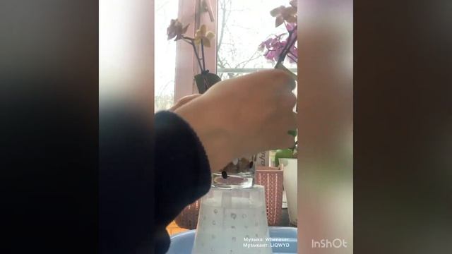 Пересадочка ДАСТИ БЕЛЬ из мха в закрытую систему кокосовые чипсы+пеностекло смотреть онлайн