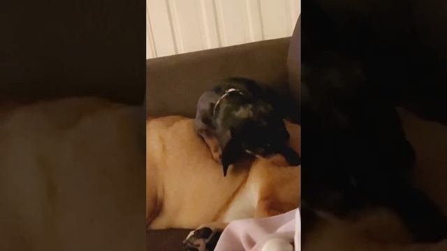 English Bulldog gets a Miniature Dachshund sister & eventually falls in love.. смотреть онлайн