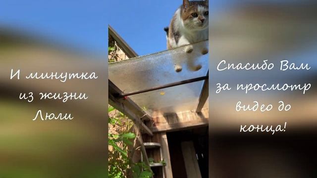 СПАСЕНИЕ ГОРОДСКОГО КОТЁНКА НА ДАЧЕ. Мы в ответе за тех кого приручили) смотреть онлайн