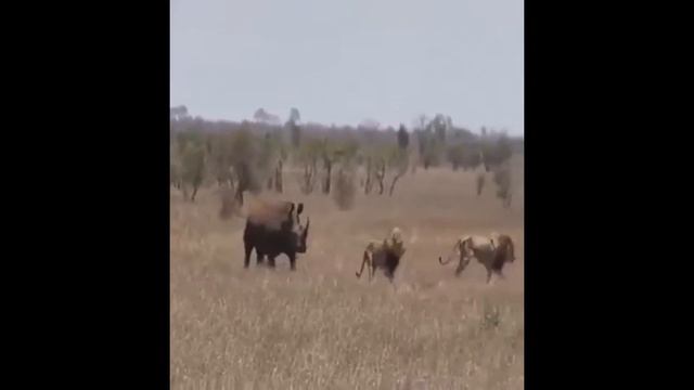 Версус. На что способен НОСОРОГ.... смотреть онлайн