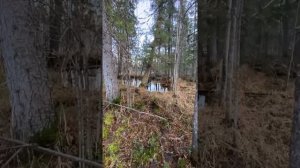 Охота капканом на выдру и соболя осень2021#охота 2021 #осень 2021