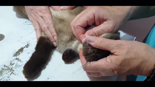 (27/01/20) Ангелина Чекер приютила уличную собаку, но, к сожалению, не может ее у себя оставить.