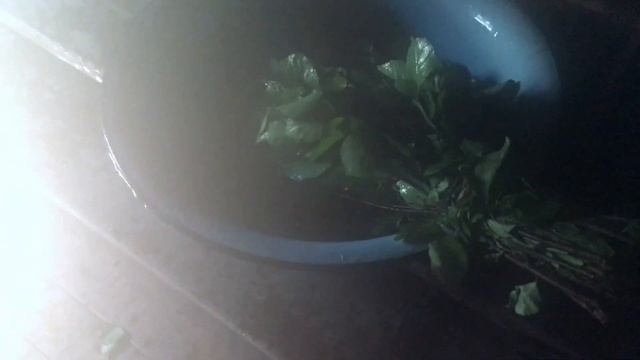 Как запарить свежий веник для бани смотреть онлайн